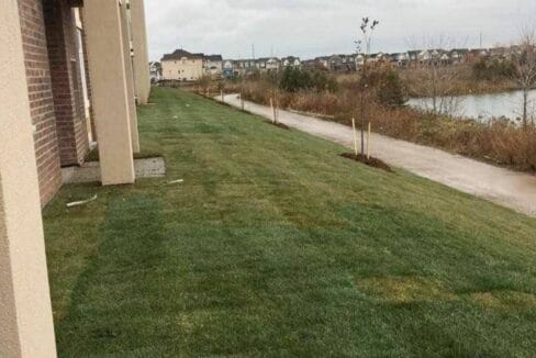 backyard1