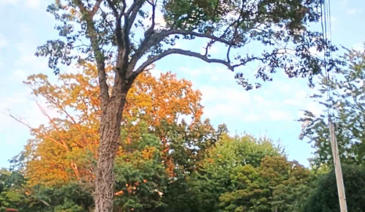 33d37206-bca7-40bb-b33f-9fcdf61a2d24 (1)